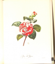 Zauber der Rose 20/24
